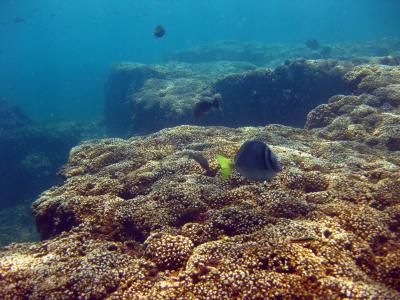 Panamá reef