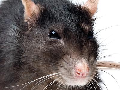 Rat whiskers