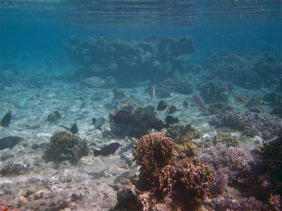 Fish grazing on coral reefs