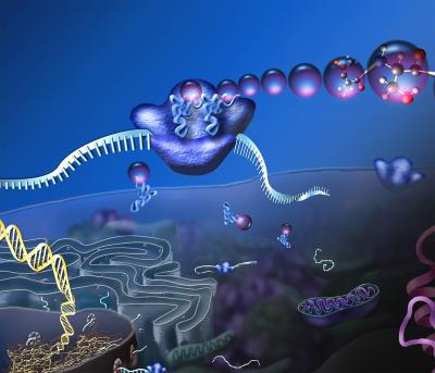 Ribosome illustration