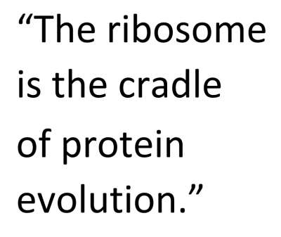 RNA-protein coevolution