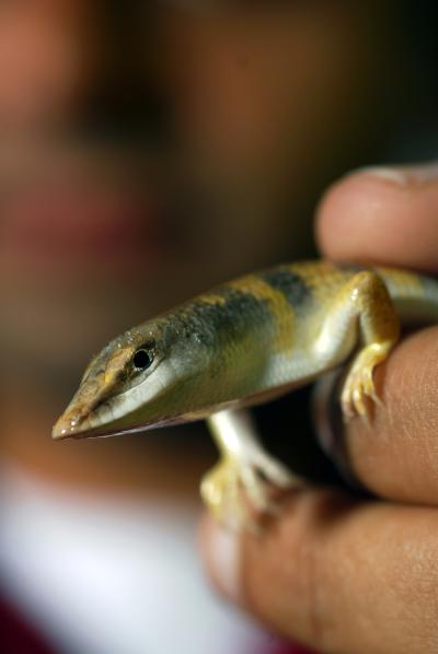 Sandfish Lizard