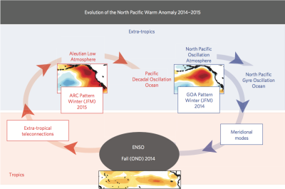 Evolution of the North Pacific Warm Anomaly 2014−2015