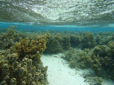 Overfished reef overgrown with seaweed