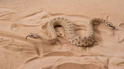Sidewinder in trackway2