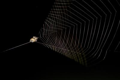 Slingshot spider ready to launch