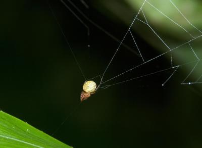 Slingshot spider ready to launch - 2