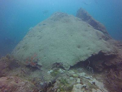 &quot;Big Momma&quot; Coral After Disease. Credit: Florida Department of Environmental Protection