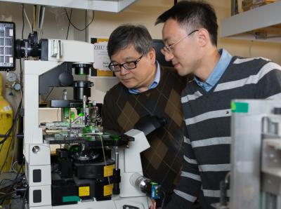 Biomembrane Force Probe4