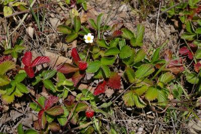 Fragaria vesca