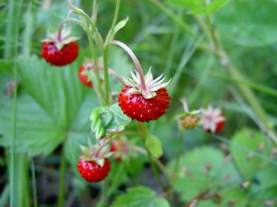 Woodland strawberry