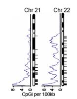Two human chromosomes showing the predicted methyl