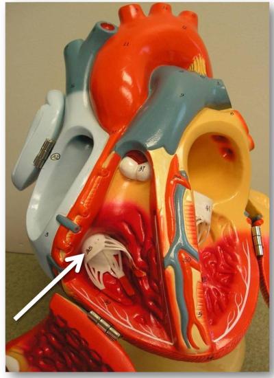 Tricuspid valve - heart research