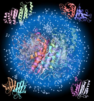 Map of protein-protein interfaces