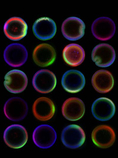 fruit fly embryos