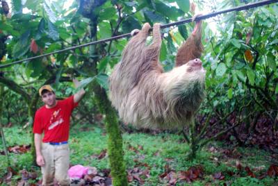 Sloth moving along a cable