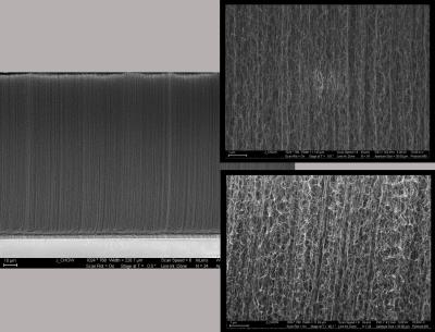 nanotube forests