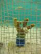 Coral caged with snails to measure feeding impact2
