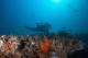 School of Biological Sciences researcher Nastassia Patin dives near a blue hole off Florida's western coast. 