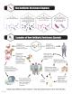 Evolution of bacterial resistance to antibiotics