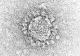 Electron microscope image of coronavirus particle