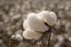 Cotton for fuel cells