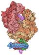 Molecular dynamics simulations assisted in creating this image of a ribosome.