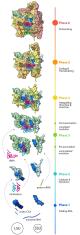 The evolution of the ribosome, illustrating growth of the large (LSU) and small (SSU) subunits, separately at first and eventually as parts of a whole