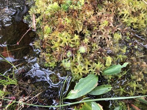 A close up of water-saturated Sphagnum moss covering a bog floor