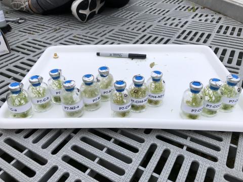 A series of small glass bottles filled with Sphagnum moss used for the research.