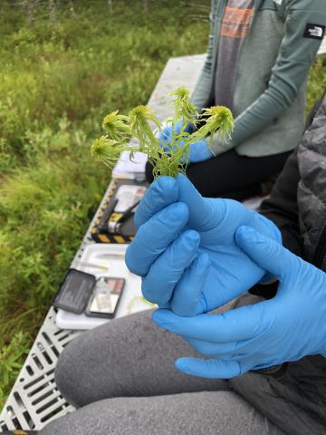 A closeup of a member of the research team holding a piece of Sphagnum moss