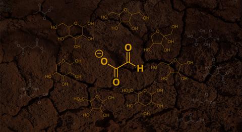 A new hypothesis states that the first sugars emerged from glyoxylate (pictured as the center molecule). In this hypothesis, glyoxylate first reacts with itself and then the byproducts from these reactions, ultimately forming simple sugars and other products (pictured as the surrounding molecules). Credit: Scripps Research and Unsplash