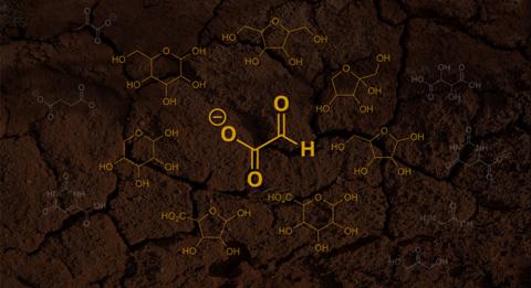 A new hypothesis states that the first sugars emerged from glyoxylate (pictured as the center molecule). In this hypothesis, glyoxylate first reacts with itself and then the byproducts from these reactions, ultimately forming simple sugars and other products (pictured as the surrounding molecules). Credit: Scripps Research and Unsplash 