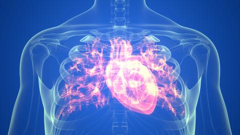 Human Circulatory System Heart Anatomy