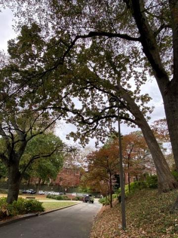 image of post oak tree removed from hill November 2023