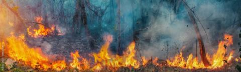 African wildfire