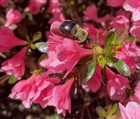 azalea and bumblebee