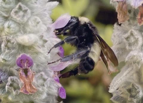 bumblebee on petal
