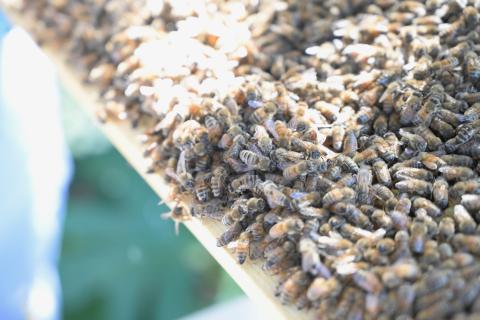 Bees
