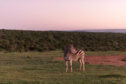 A zebra stands on an open field with a line of trees behind it and a pink sky above