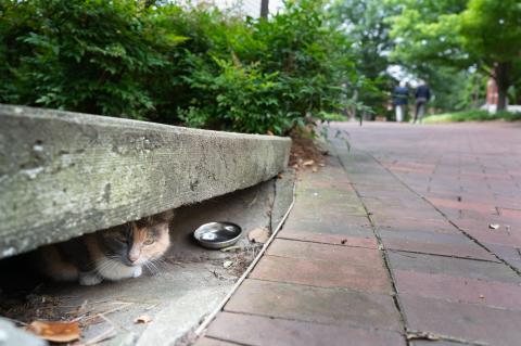 Campus cat