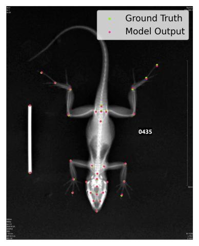Lizard x-ray