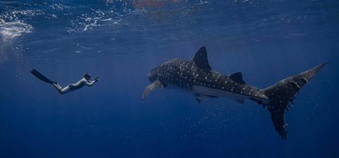 Whale shark in the ocean. 