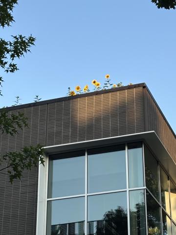 Sunflowers on the roof of the Kendeda Building for Innovative Sustainable Design.