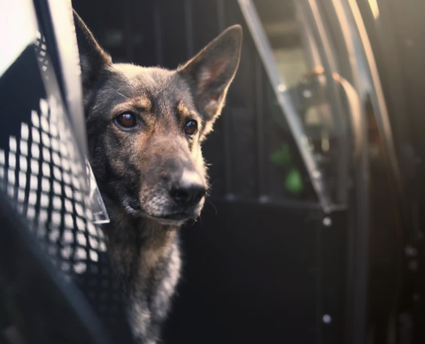 GTPD K-9 Pepper sits in the back of a car. 