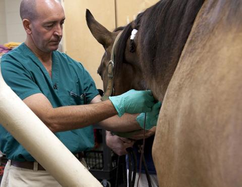 A man wearing teal surgical cloges and a green scrubs top, next to a light brown horse