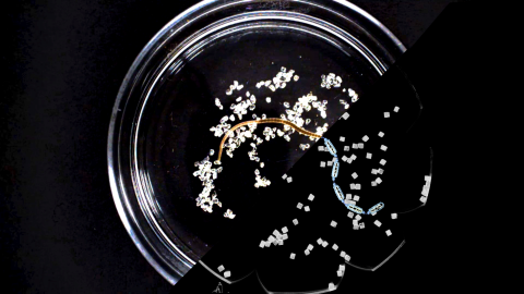 A real worm in a Petri dish (top left) and a robot worm (bottom right) clean their environments of tiny particles in a very similar manner.
