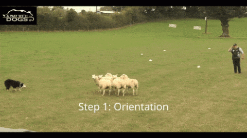 Sheepdog herding sheep