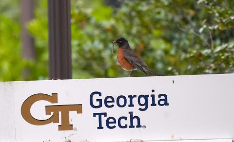 American Robin sitting on Georgia Tech sign 
