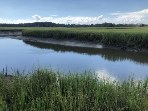 A marsh surrounded by grass